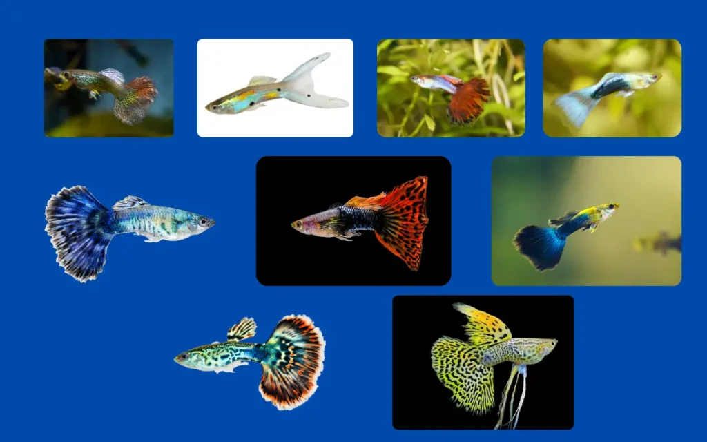 Guppy Species and Types