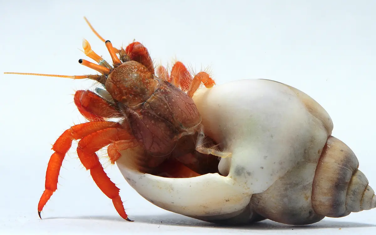 Hermit Crab Molting Signs