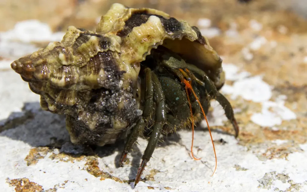 Hermit Crab Without Shell