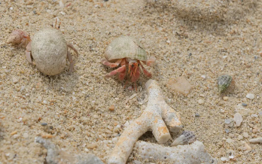 Hermit Crabs are Fascinating Creatures