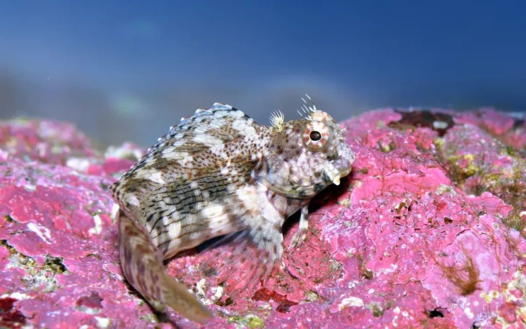 Lawnmower Blenny