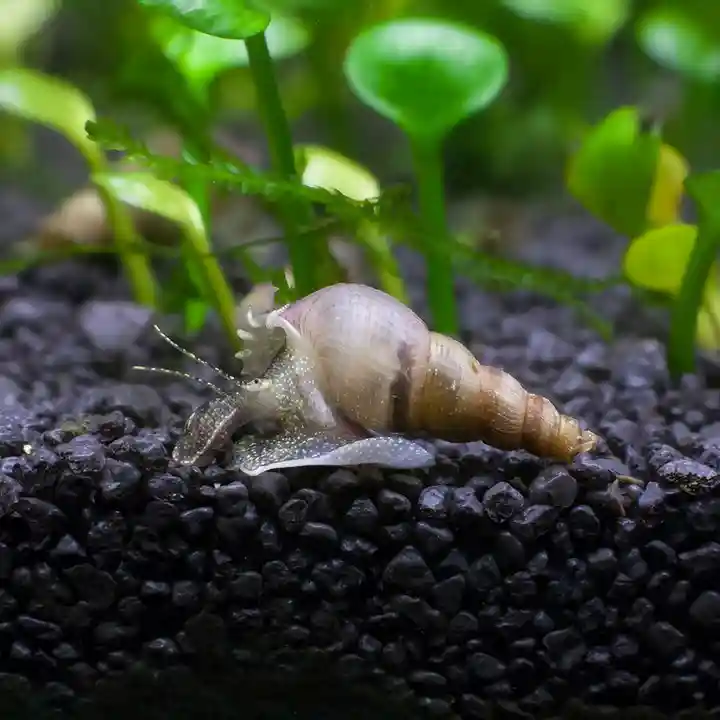 Malaysian Trumpet Snail