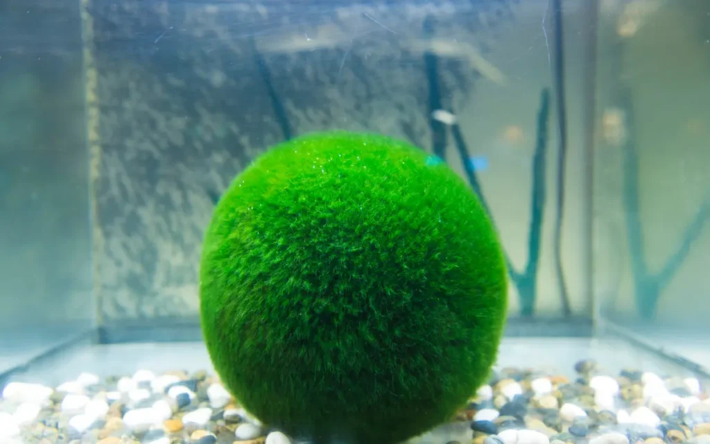 Marimo Moss Balls