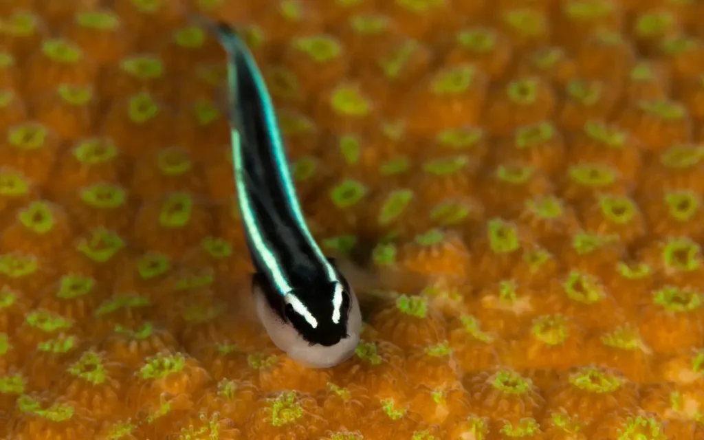 Neon Goby