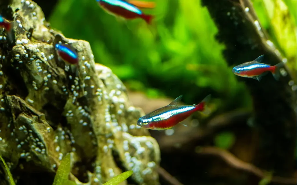 Neon Tetras 1