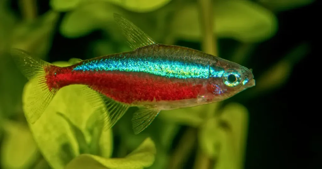 Neon-Tetras