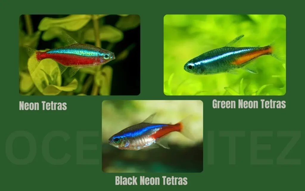 Neon Tetras Species and Types