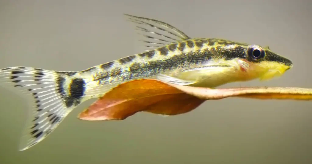 Otocinclus Catfish