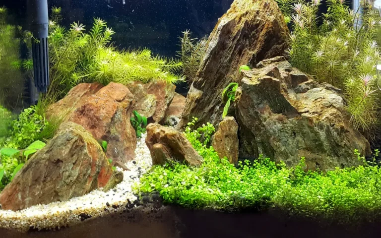 Plants for Betta Fish Tanks