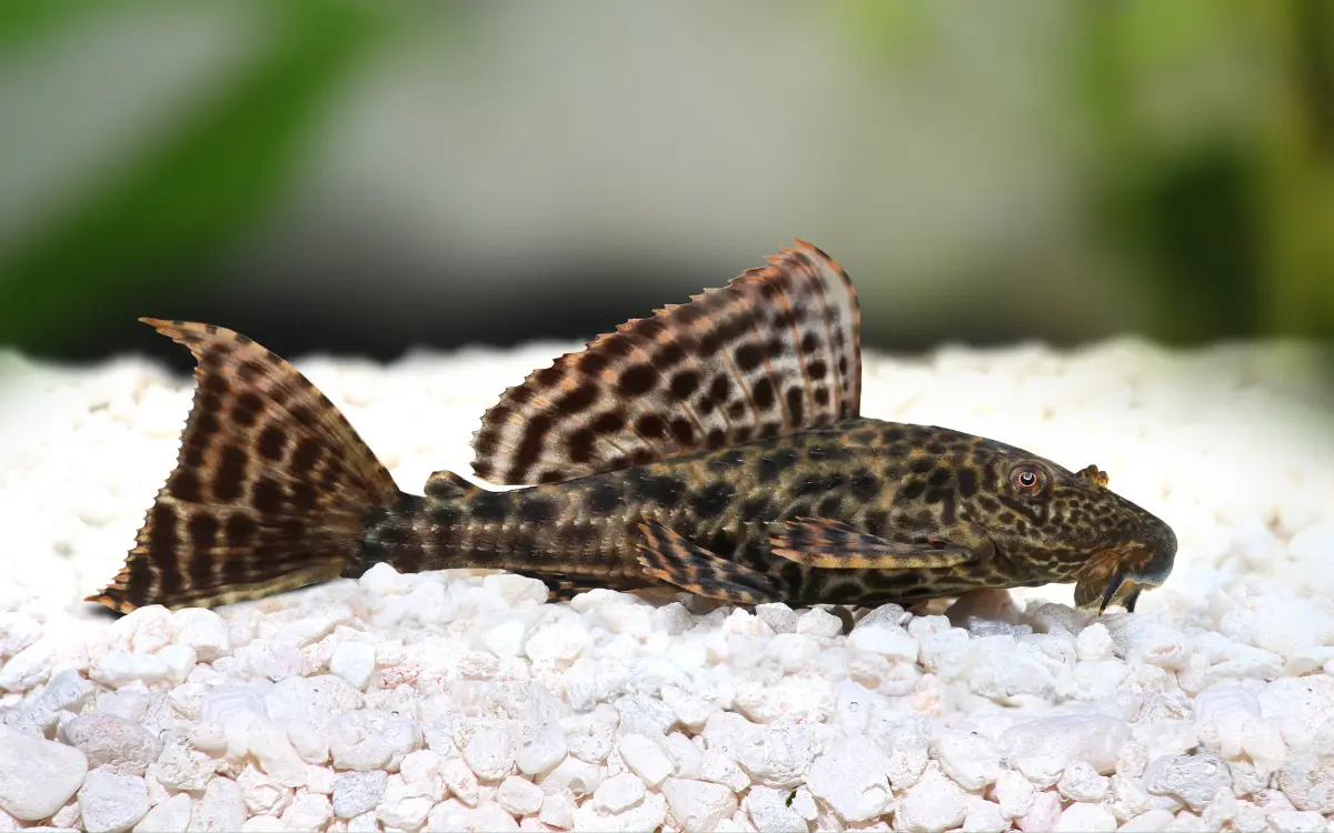 Plecostomus