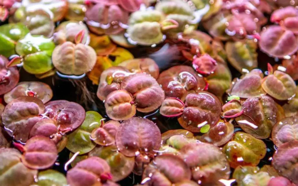 Red Root Floaters