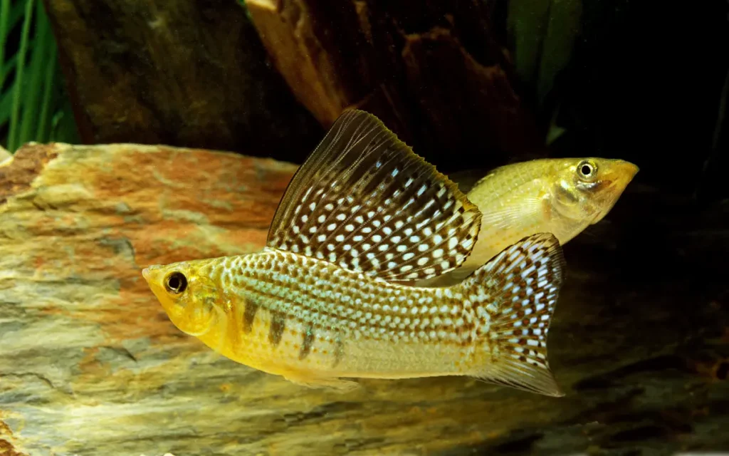 Sailfin Molly