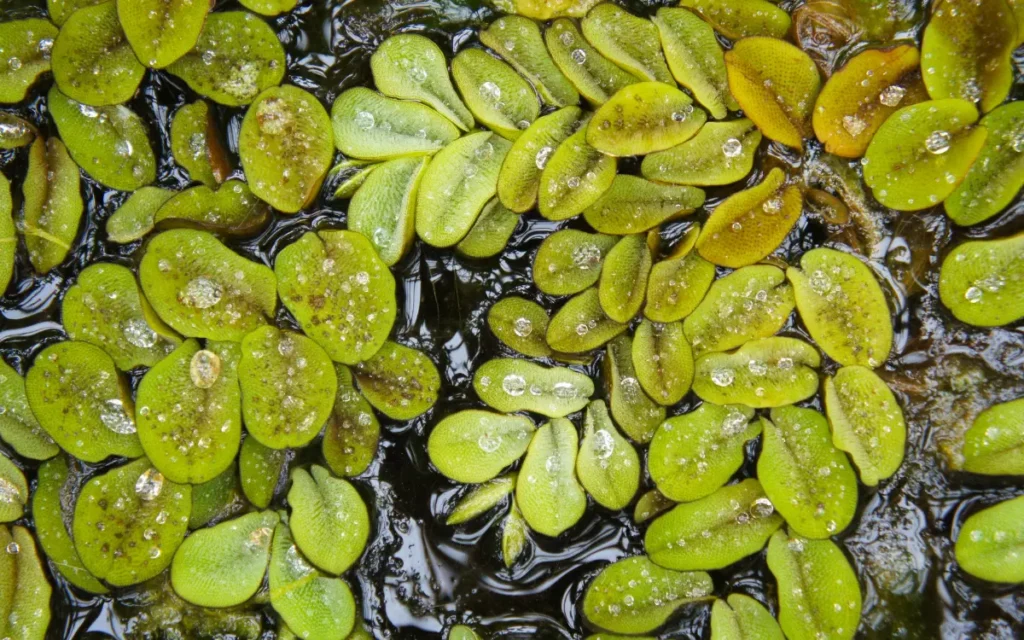 Salvinia