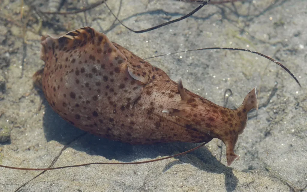 Sea Hares