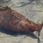 Sea-Hares