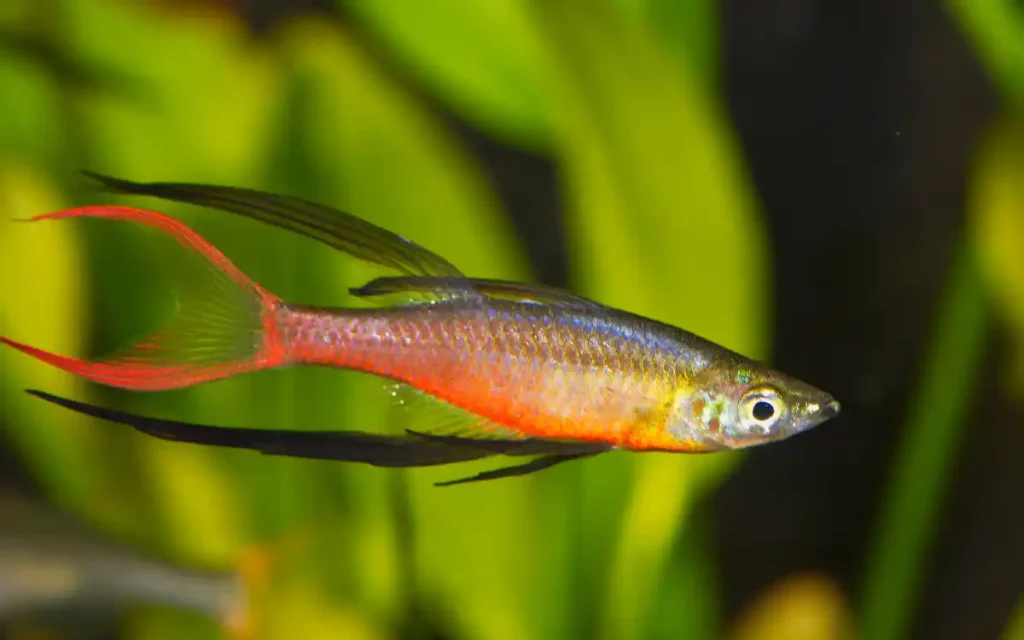 Threadfin Rainbowfish