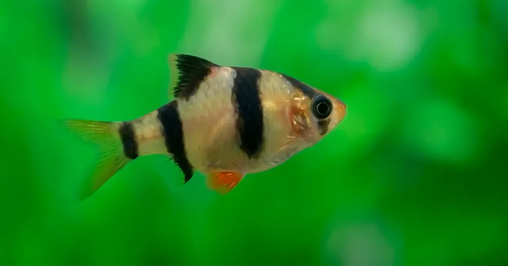 Tiger-Barb