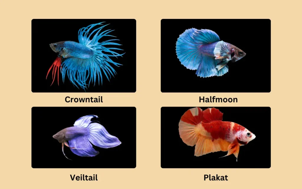 Types of Betta Fish