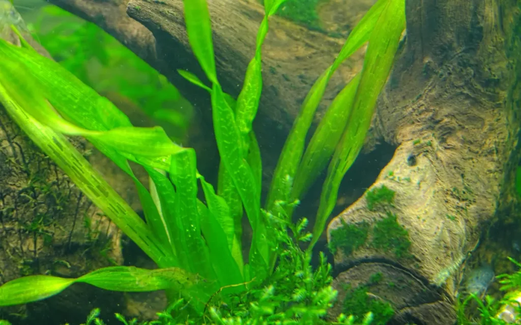 Vallisneria