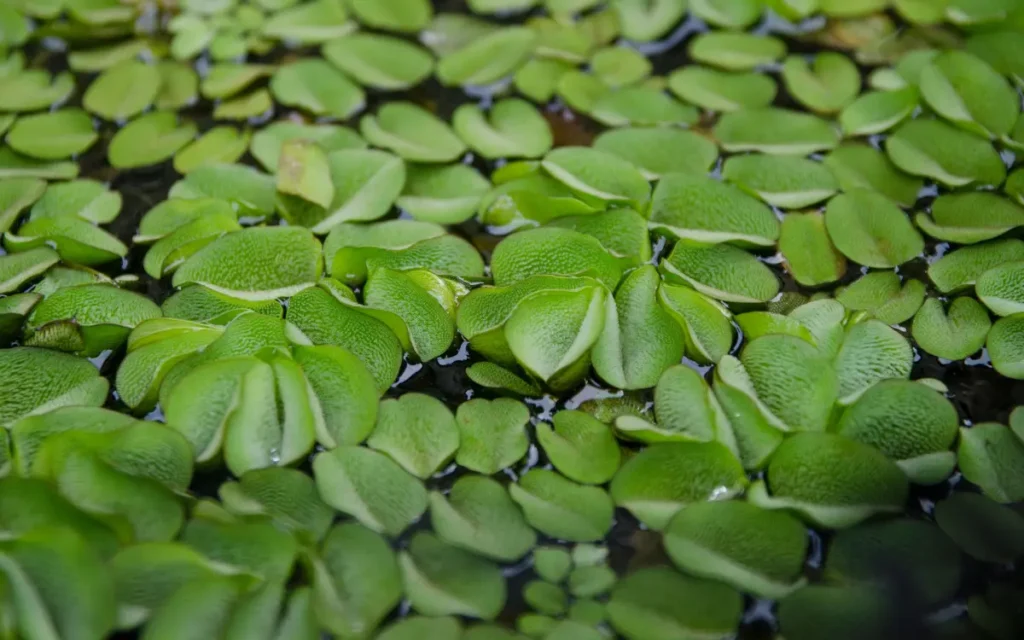 Water Spangles