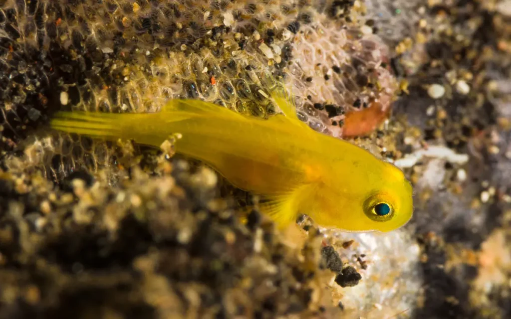 Yellow Coralgoby