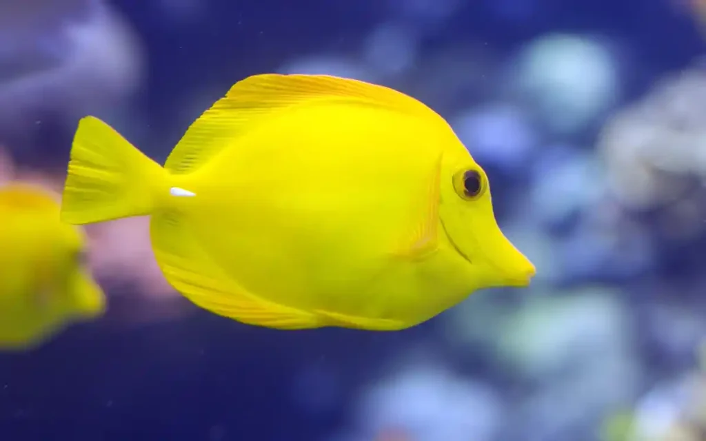 Yellow Tang