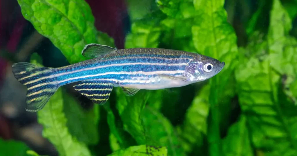 Zebra-Danios