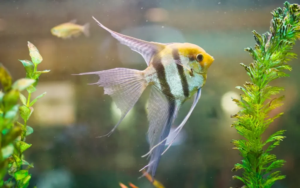 angel fish aquariums with plant