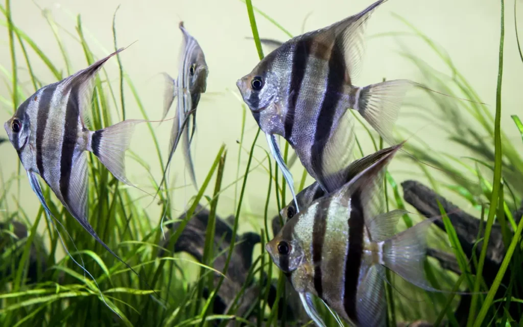 group of angel fish