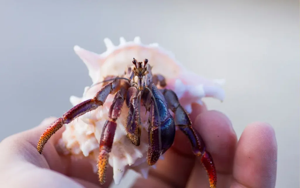 male vs female hermit crabs Physical Differences