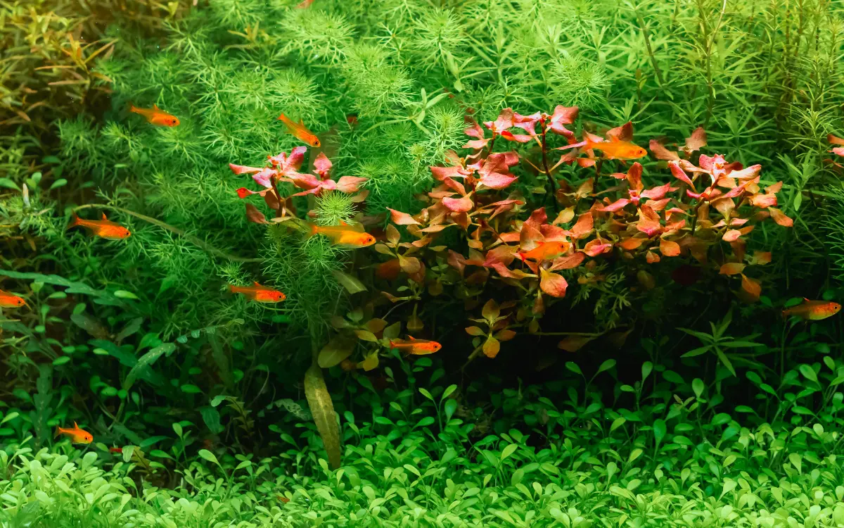 Aquarium Plants Guide For Begginners