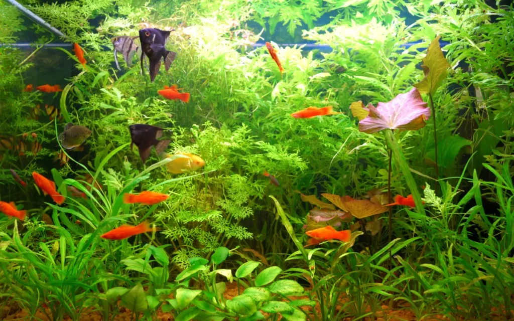 Aquarium Plants that Need CO2