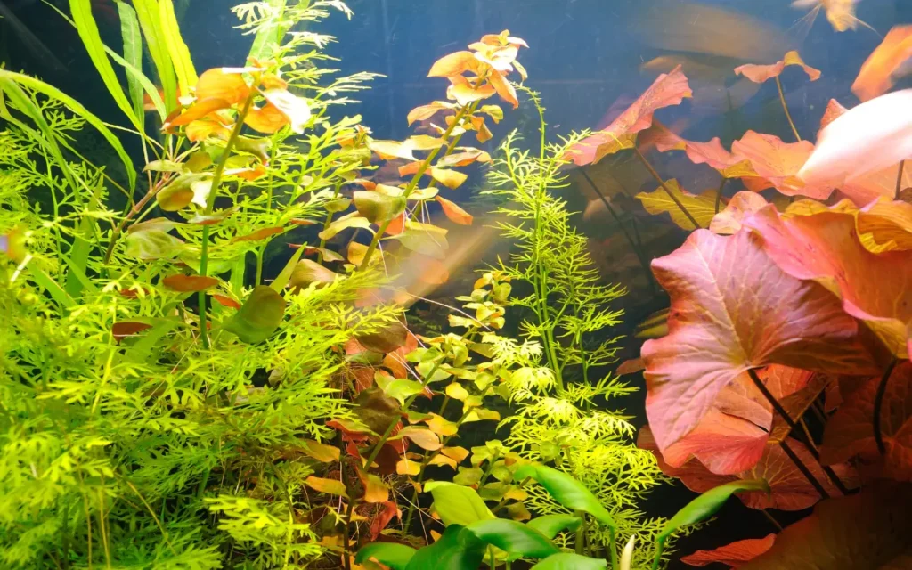 Aquarium Plants without CO2