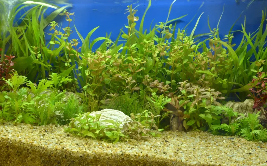 Aquascaping with Plants Ideas