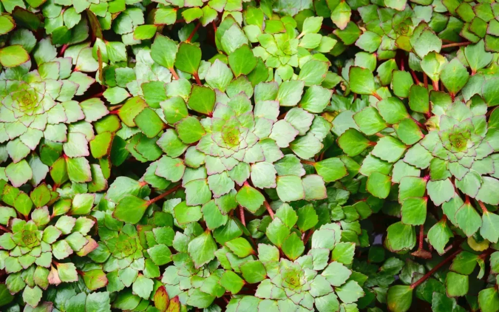 Azolla