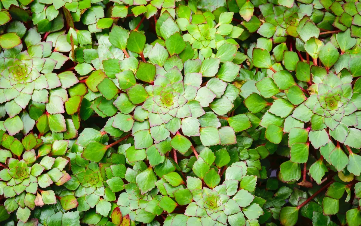 Azolla