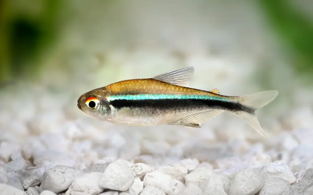 Black Neon Tetra