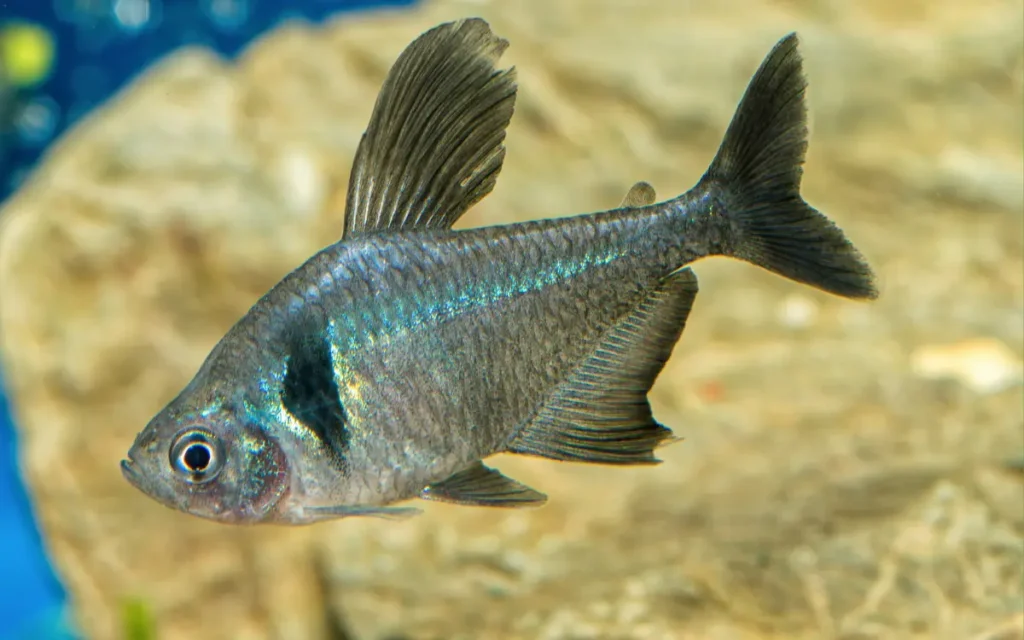 Black Phantom Tetra