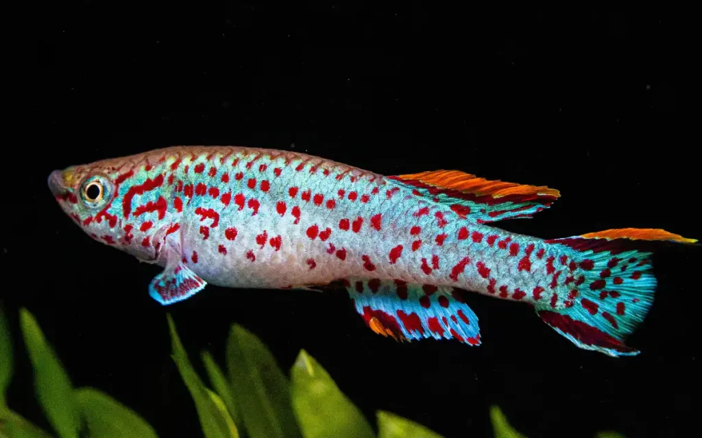 Blue Gularis Killifish