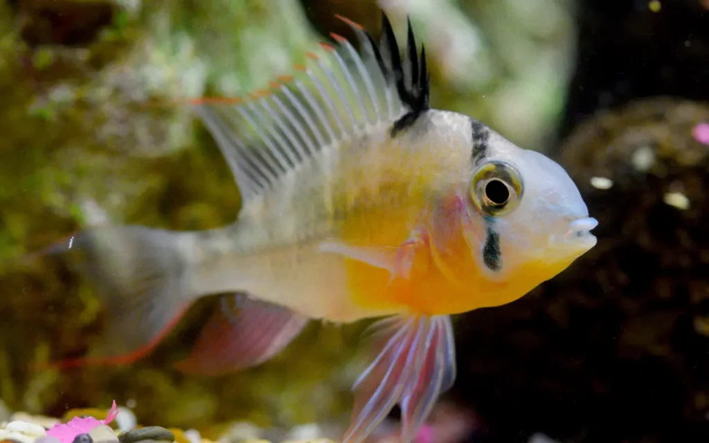 Bolivian Ram