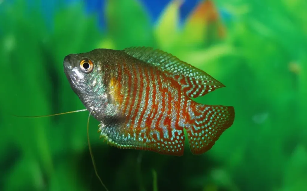 Breeding Dwarf Gourami