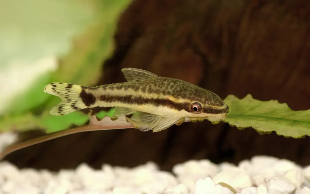 Breeding Otocinclus Catfish