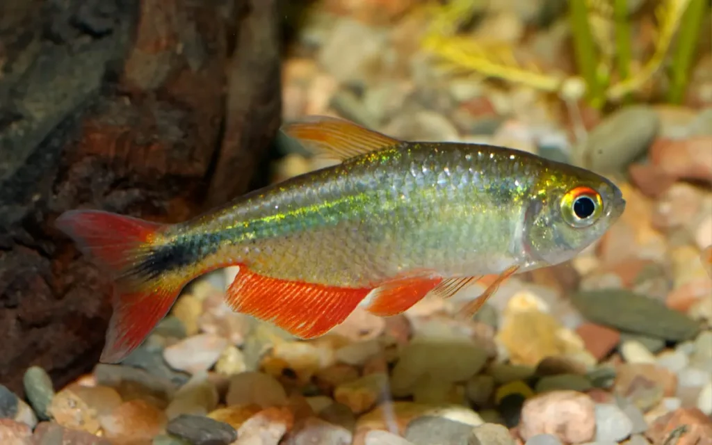 Buenos Aires Tetra