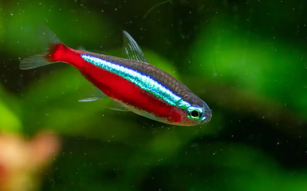 Cardinal Tetra