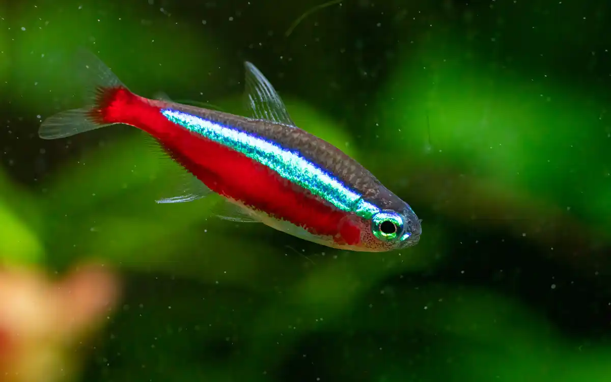 Cardinal Tetra