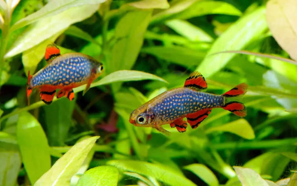 Celestial Pearl Danio