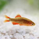 Celestial pearl danio