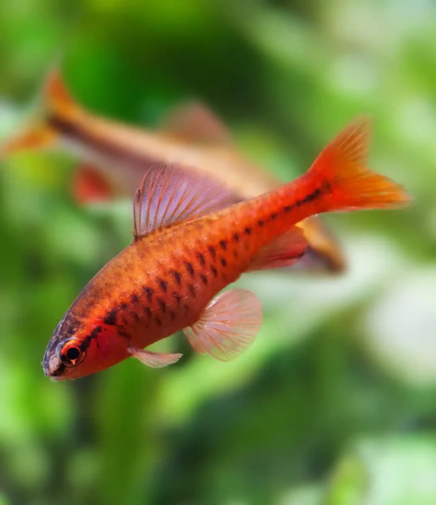 Cherry Barbs