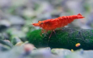 Cherry Shrimp