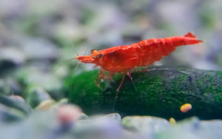 Cherry Shrimp